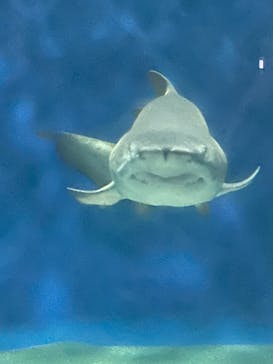 アクアワールド茨城県大洗水族館に投稿された画像（2022/8/19）