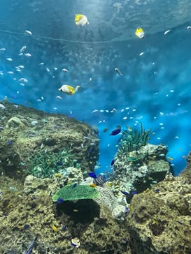 アクアワールド茨城県大洗水族館に投稿された画像（2022/8/19）