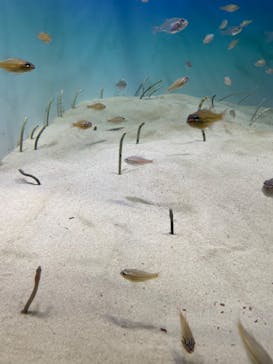 アクアワールド茨城県大洗水族館に投稿された画像（2022/8/19）