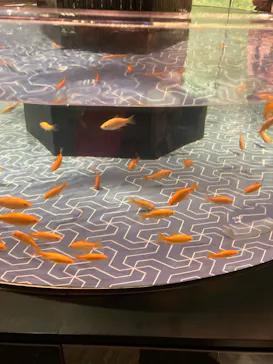 すみだ水族館に投稿された画像（2022/8/19）