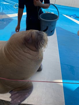 大分マリーンパレス水族館 「うみたまご」に投稿された画像（2022/8/19）