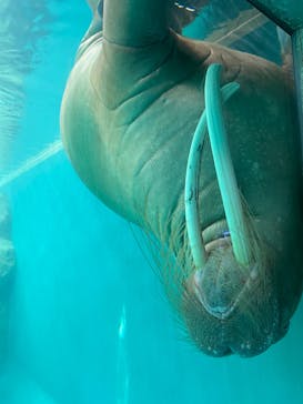 大分マリーンパレス水族館 「うみたまご」に投稿された画像（2022/8/19）