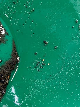 土肥金山に投稿された画像（2022/8/19）