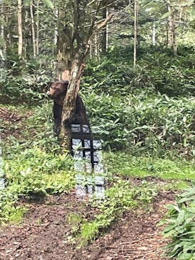 サホロリゾート　ベア･マウンテンに投稿された画像（2022/8/19）