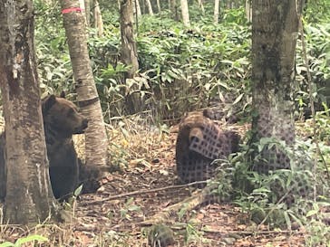 サホロリゾート　ベア･マウンテンに投稿された画像（2022/8/19）