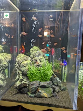 UWSアクアリウム　UNDER WATER SPACEに投稿された画像（2022/8/19）