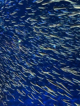 大分マリーンパレス水族館 「うみたまご」に投稿された画像（2022/8/19）