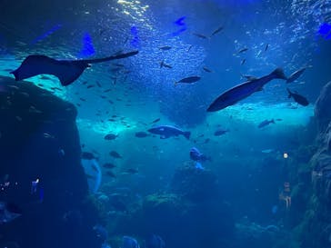 新江ノ島水族館に投稿された画像（2022/8/19）