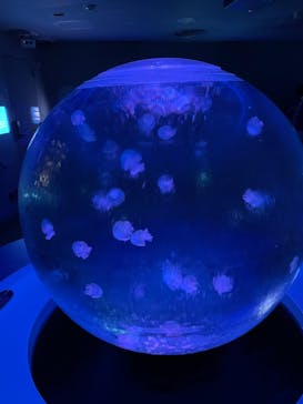 新江ノ島水族館に投稿された画像（2022/8/19）