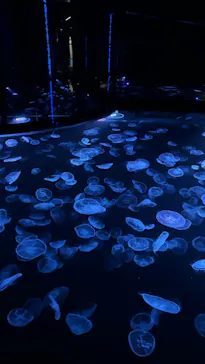 すみだ水族館に投稿された画像（2022/8/19）