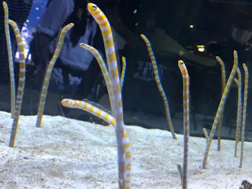 すみだ水族館に投稿された画像（2022/8/19）