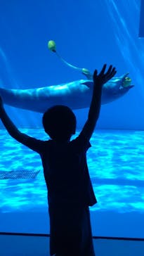 上越市立水族博物館 うみがたりに投稿された画像（2022/8/19）