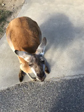 神戸どうぶつ王国に投稿された画像（2022/8/19）