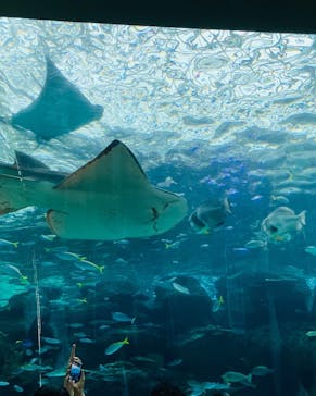 名古屋港水族館に投稿された画像（2022/8/19）