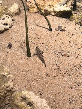 サンシャイン水族館に投稿された画像（2022/8/19）
