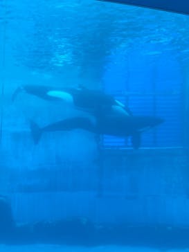 名古屋港水族館に投稿された画像（2022/8/19）