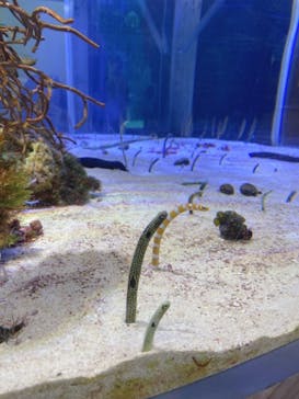 名古屋港水族館に投稿された画像（2022/8/19）