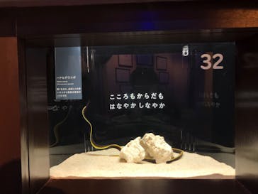 横浜開運水族館 フォーチュンアクアリウムに投稿された画像（2022/8/19）