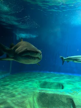 アクアワールド茨城県大洗水族館に投稿された画像（2022/8/19）