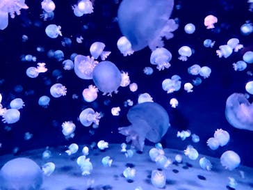 京都鉄道博物館×京都水族館に投稿された画像（2022/8/19）