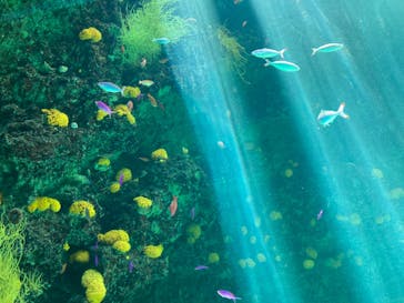 環境水族館アクアマリンふくしまに投稿された画像（2022/8/19）