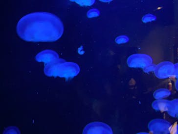 環境水族館アクアマリンふくしまに投稿された画像（2022/8/19）