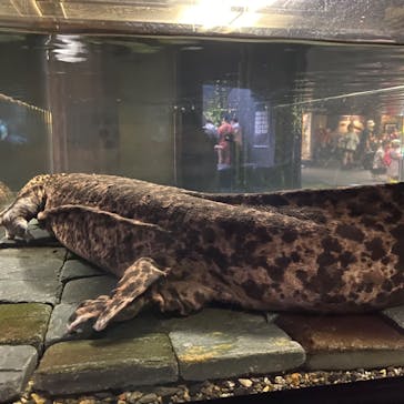 京都水族館に投稿された画像（2022/8/19）