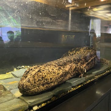 京都水族館に投稿された画像（2022/8/19）