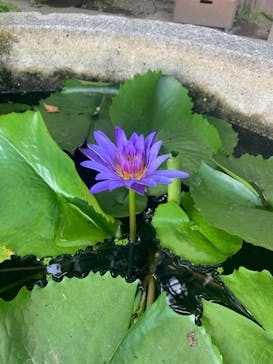 ビオスの丘に投稿された画像（2022/8/19）