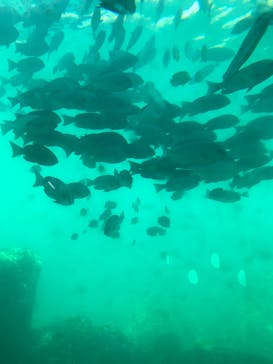 串本海中公園水族館に投稿された画像（2022/8/19）