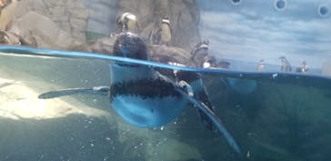 新江ノ島水族館に投稿された画像（2022/8/19）