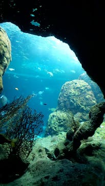 新江ノ島水族館に投稿された画像（2022/8/19）