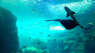 新江ノ島水族館に投稿された画像（2022/8/19）