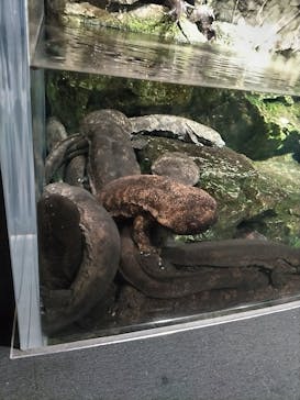 京都水族館に投稿された画像（2022/8/20）