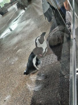 京都水族館に投稿された画像（2022/8/20）