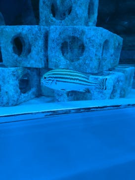 しながわ水族館に投稿された画像（2022/8/20）