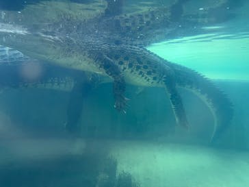 体感型動物園iZooに投稿された画像（2022/8/20）