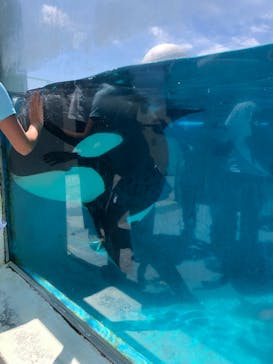 鴨川シーワールドに投稿された画像（2022/8/20）