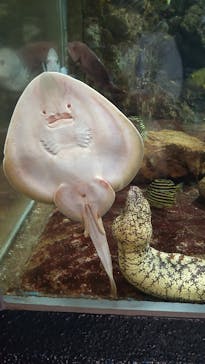 鴨川シーワールドに投稿された画像（2022/8/20）