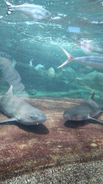 鴨川シーワールドに投稿された画像（2022/8/20）