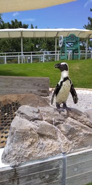 マリンワールド海の中道に投稿された画像（2022/8/20）