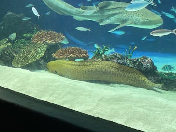 サンシャイン水族館に投稿された画像（2022/8/20）
