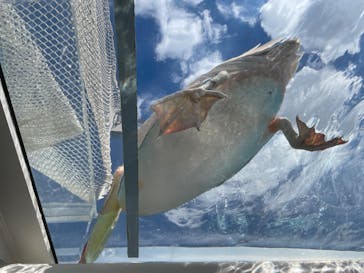 サンシャイン水族館に投稿された画像（2022/8/20）