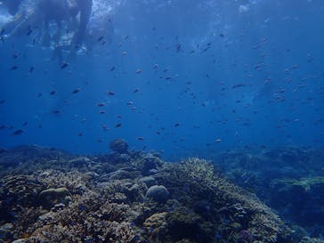 マリンショップ マーメイドに投稿された画像（2022/8/20）