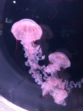 京都水族館に投稿された画像（2022/8/20）