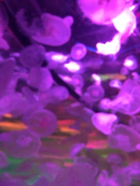 京都水族館に投稿された画像（2022/8/20）