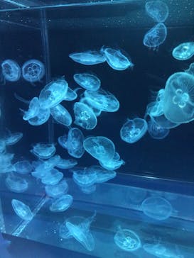 京都水族館に投稿された画像（2022/8/20）