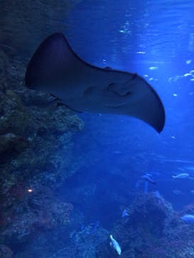京都水族館に投稿された画像（2022/8/20）