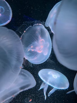 京都水族館に投稿された画像（2022/8/20）