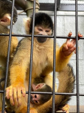 伊豆シャボテン動物公園に投稿された画像（2022/8/20）